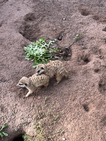 Erdmännchen im Tierpark Hellabrunn — © © Bild: Tierpark Hellabrunn