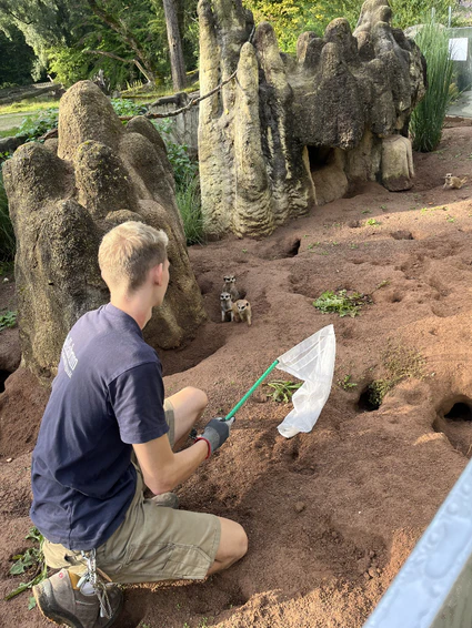 Erdmännchen im Tierpark Hellabrunn — © © Bild: Tierpark Hellabrunn