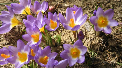 Krokusse Blumen blühen Frühling — © Von Meneerke bloem - Eigenes Werk, CC BY-SA 3.0, https://commons.wikimedia.org/w/index.php?curid=9762533