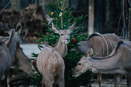 — © Bild: Tierpark Hellabrunn / Jan Saurer