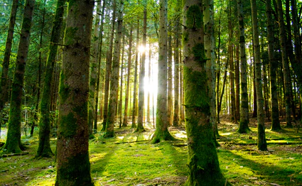 Wald Nationalpark Natur