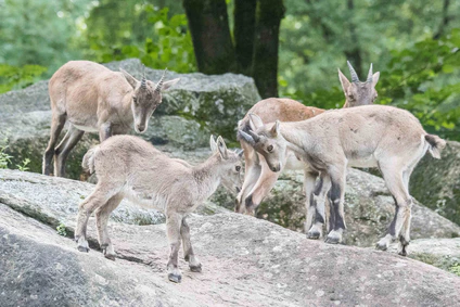 Alpensteinböcke Kitz Hellabrunn — © Bild: Daniela Hierl