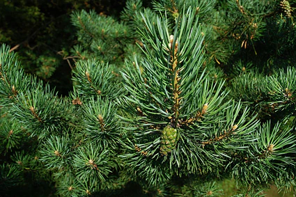 Tannennadeln — © Bild: Pixabay / zdenet