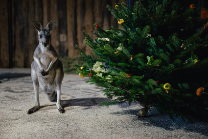 — © Bild: Tierpark Hellabrunn / Jan Saurer