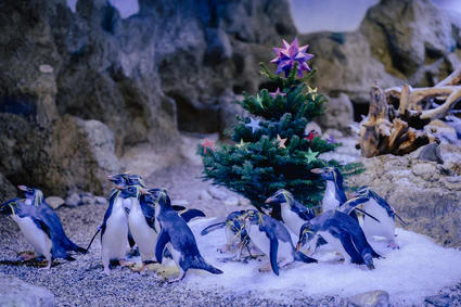 — © Bild: Tierpark Hellabrunn / Jan Saurer