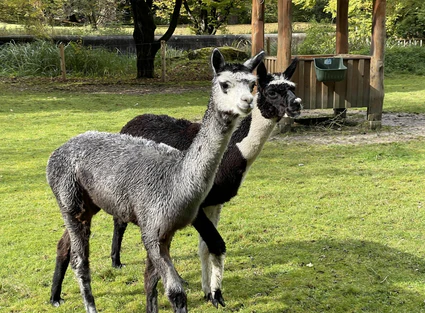 Lamas — © Bild: Stefanie Hofmann-Lund
