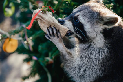— © Bild: Tierpark Hellabrunn / Jan Saurer