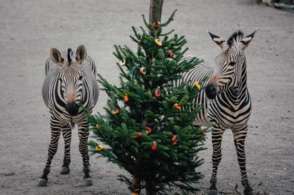 — © Bild: Tierpark Hellabrunn / Jan Saurer