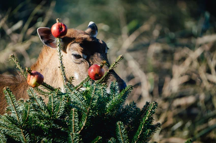 — © Bild: Tierpark Hellabrunn / Jan Saurer