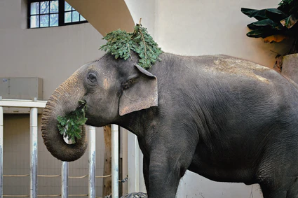 — © Bild: Tierpark Hellabrunn / Birgit Mohr