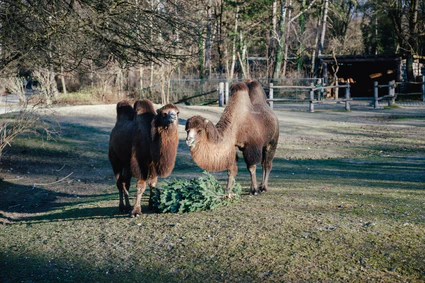 — © Bild: Tierpark Hellabrunn / Jan Saurer