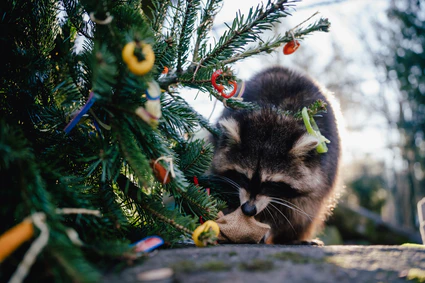 — © Bild: Tierpark Hellabrunn / Jan Saurer