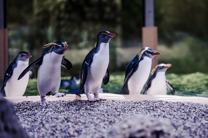 — © Tierpark Hellabrunn / Stephan Schuhmann, Lisa Reininger