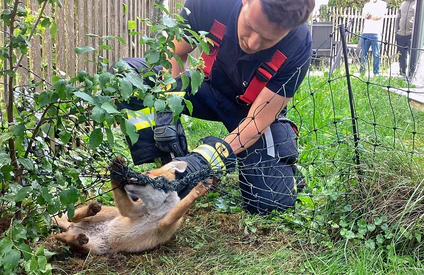 Die Einsatzkräfte helfen dem in Not geratenen Fuchs.  — © -/Berufsfeuerwehr München/dpa