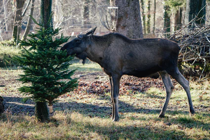 — © Bild: Tierpark Hellabrunn / Jan Saurer