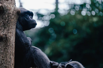  — © Tierpark Hellabrunn_Jan Saurer