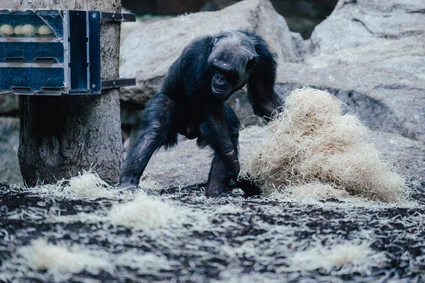  — © Tierpark Hellabrunn_Jan Saurer
