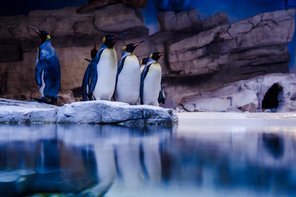 — © Tierpark Hellabrunn / Stephan Schuhmann, Lisa Reininger