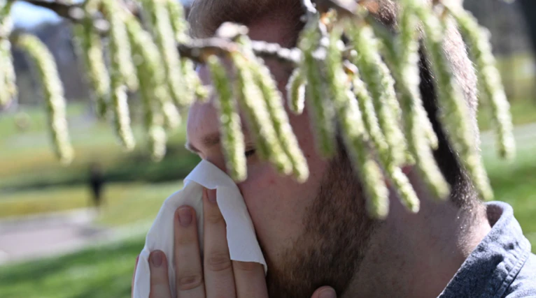 Birkenpollen sind nun auf dem Saisonhöhepunkt. (Symbolbild) — © Bernd Weißbrod/dpa