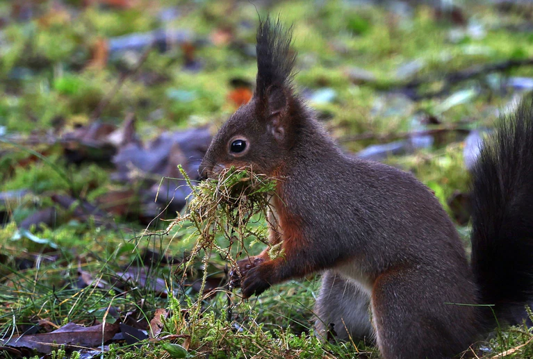 Eichhörnchen kommen flächendeckend in Bayern vor - überall dort, wo die Lebensbedingungen für sie ideal sind. — © Karl-Josef Hildenbrand/dpa