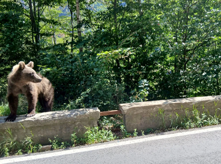 Ein Braunbär wurde bei Thiersee gesichtet. (Symbolbild)  — © Kathrin Lauer/dpa