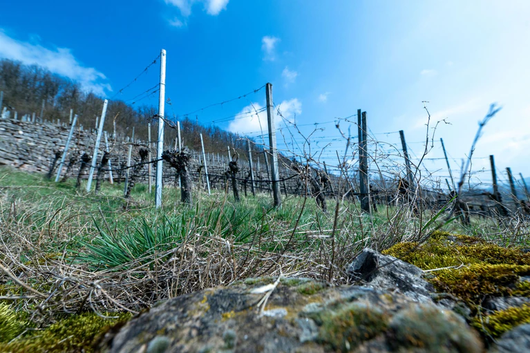 Noch herrscht Ruhe auf dem Weinberg. — © Pia Bayer/dpa