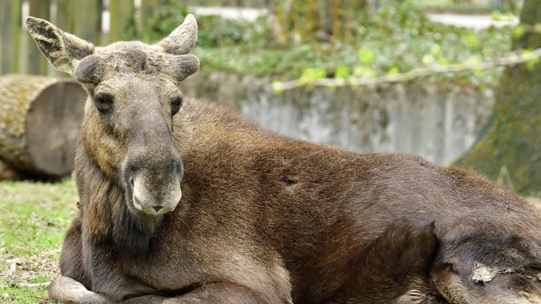 — © Bild: Gemma Borrell / Tierpark Hellabrunn