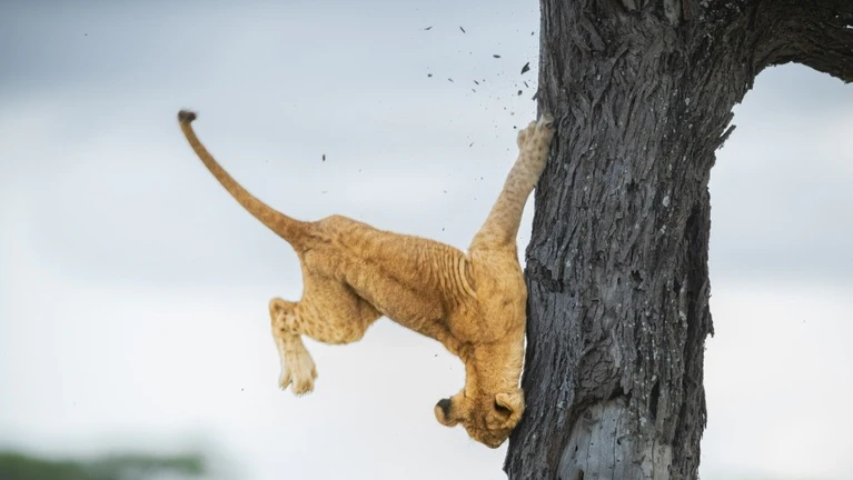 — © Bild: Jennifer Hadley / Comedywildlifephoto.com.