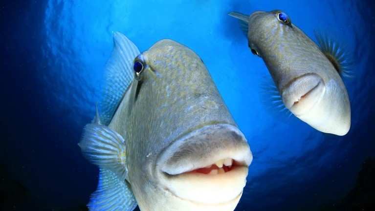 — © Bild: Arthur Telle Thiemann / Comedywildlifephoto.com.