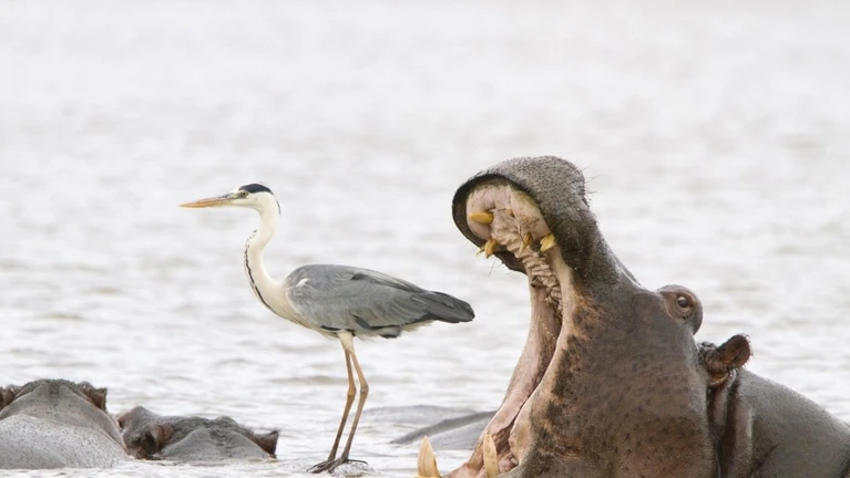 — © Bild: Jean Jacques Alcalay / Comedywildlifephoto.com.