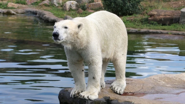 — © Bild: Tierpark Hellabrunn