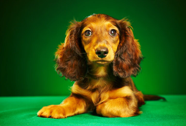 Hunde, Einwohner, Hunderassen — © Bild: Symbolbild