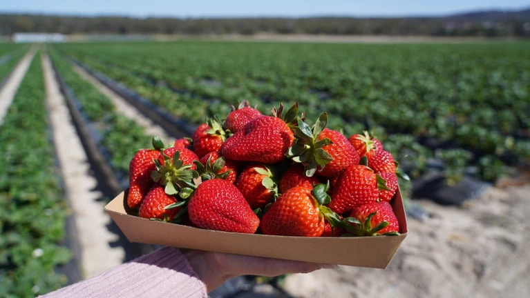 Erdbeeren Erdbeer Erdbeer Pflücken Erdbeerfeld Feld — © Bild: LKR Photography/IStock