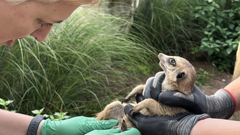 Erdmännchen im Tierpark Hellabrunn — © © Bild: Tierpark Hellabrunn
