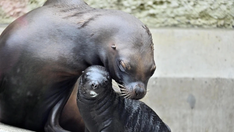 — © Bild: Birgit Mohr / Tierpark Hellabrunn