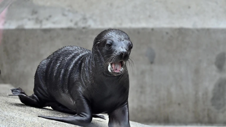  — © Bild: Birgit Mohr / Tierpark Hellabrunn