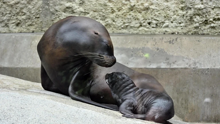  — © Bild: Birgit Mohr / Tierpark Hellabrunn