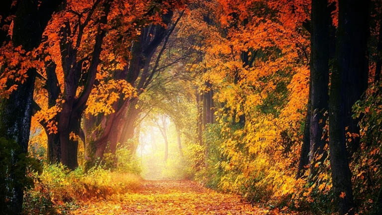 Herbst Wald Natur draußen Baum Blätter — © Bild: Joe / Pixabay