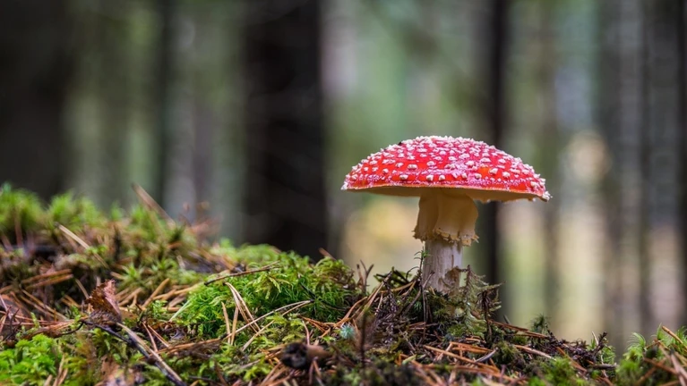 Pilz Pilze sammeln Wald Herbst Schwammerl — © Bild: Егор Камелев / Pixabay