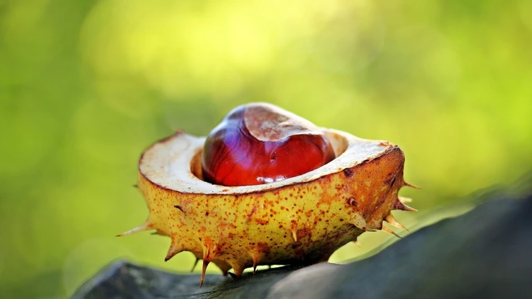 Kastanie Kastanien Baum Herbst Natur — © Bild: NoName_13 / Pixabay