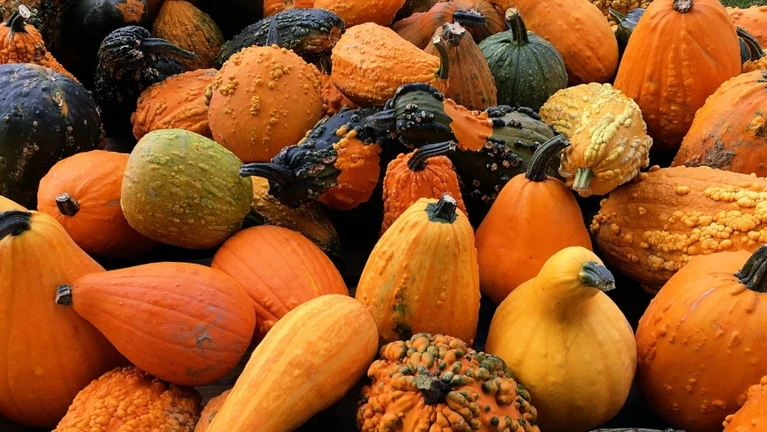 Kürbis, Kürbisse, Herbst — © Photo by Melanie Hughes on Unsplash