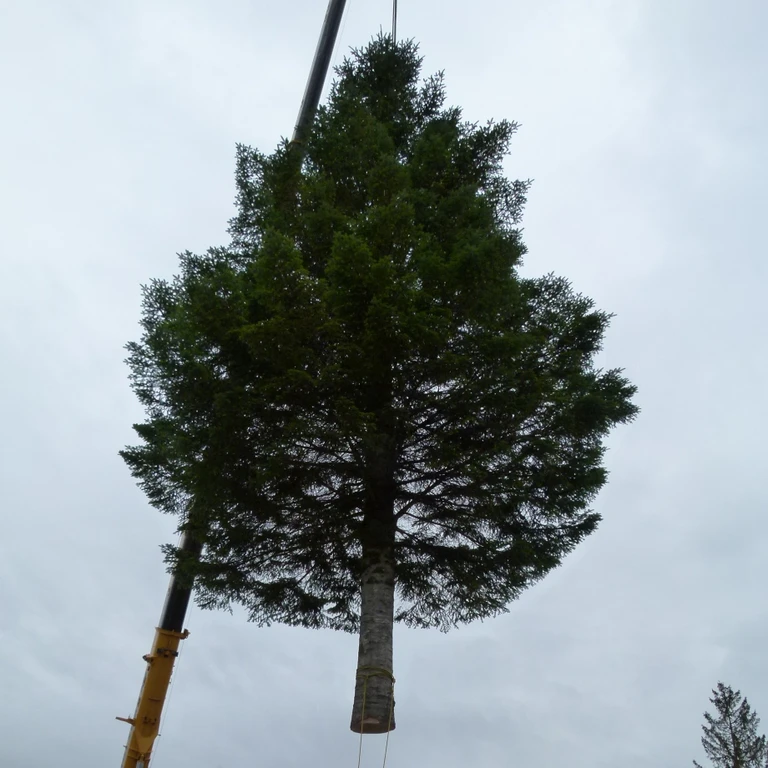 Christbaum Marienplatz München 2023 — © Bild: Gemeinde Königsdorf