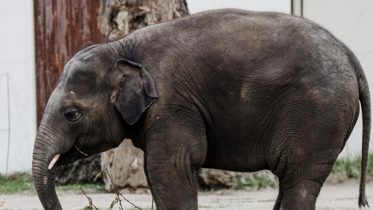 Hellabrunn Elefant Otto — © Bild: Tierpark Hellabrunn / Jan Sauer