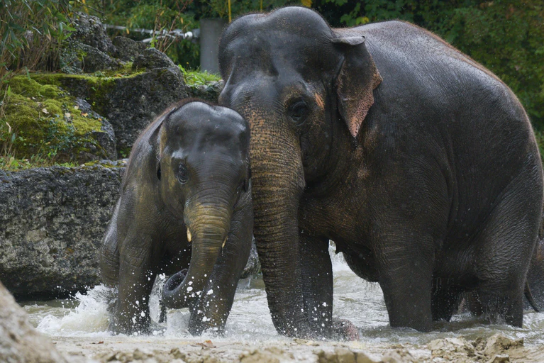 Hellabrunn Elefant Otto — © Bild: Tierpark Hellabrunn / Navin Adami