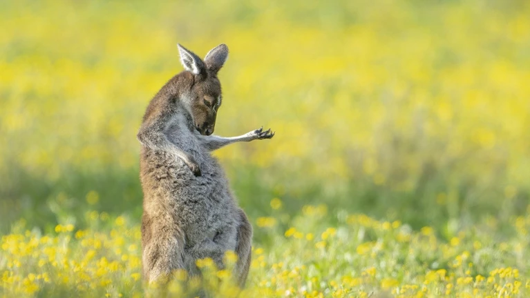 Comedy Wildlife Bild — © Bild: Comedy Wildlife Photography Awards / Jason Moore
