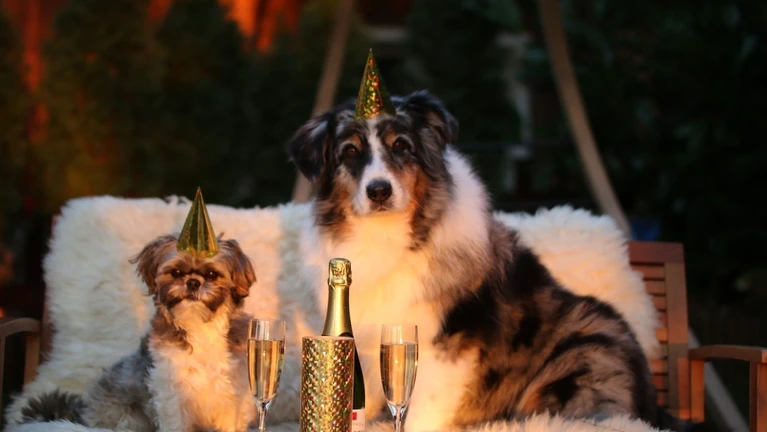 Silvester Haustiere Hund Tier Neujahr — © markito auf Pixabay