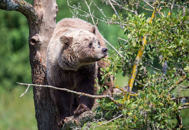 Dieser Bär klettert im Wildpark Poing auf einem Baum.  — © Lino Mirgeler/dpa
