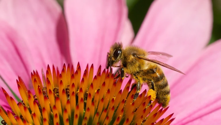 Biene — © Von Sputniktilt - Eigenes Werk, CC BY-SA 3.0, https://commons.wikimedia.org/w/index.php?curid=27527367