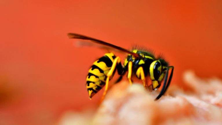 Wespe — © Dan Kb / Unsplash