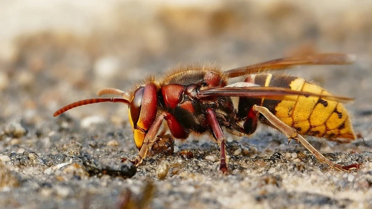 Wespe — © Gabi auf Pixabay